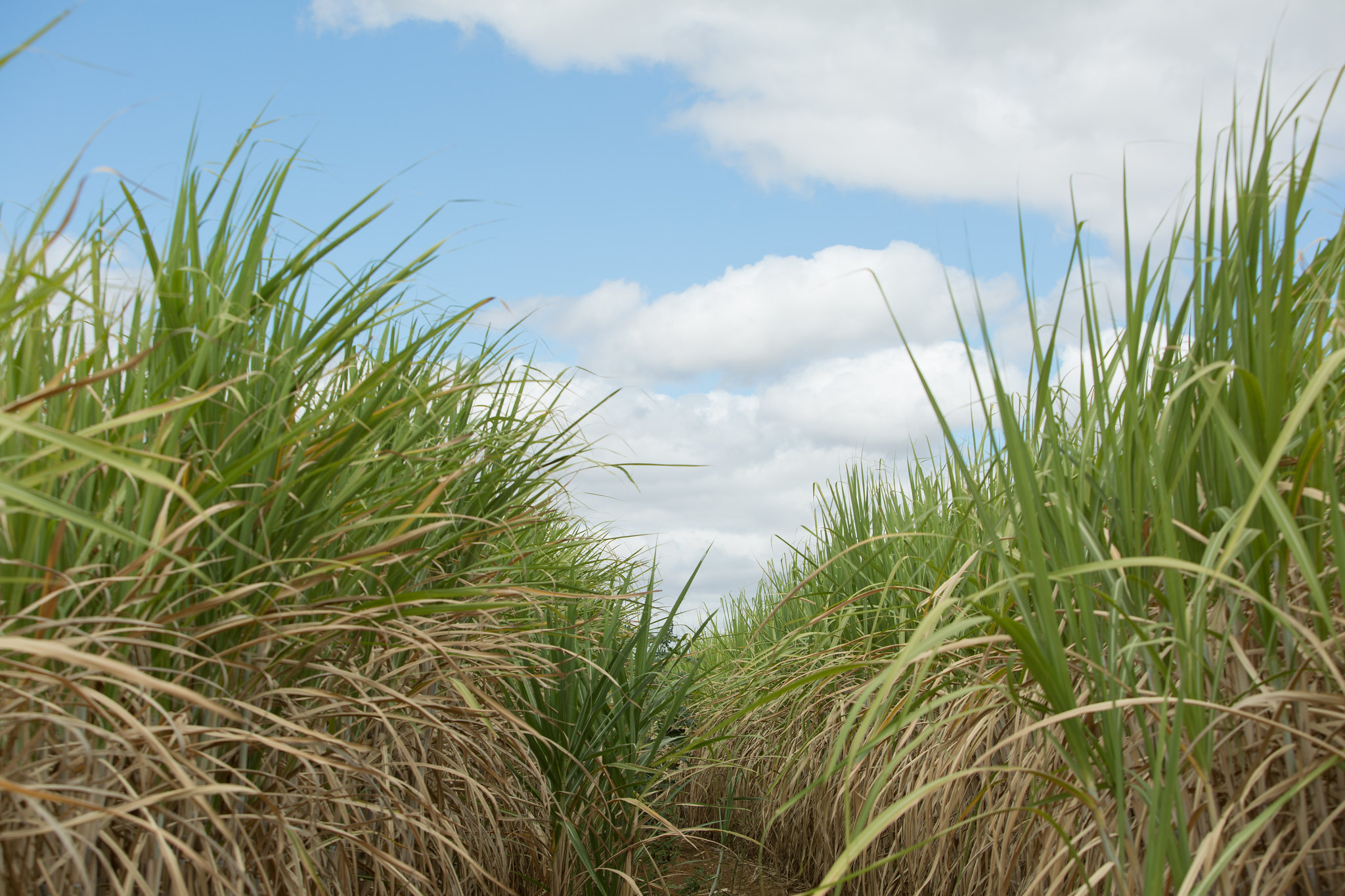 Produção baiana de cana-de-açúcar está estimada em 4,6 milhões de toneladas em uma área de 57,1 mil hectares. - Foto: Wenderson Araujo/CNA