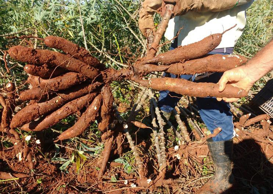 Uma das características da BRS 429 é a uniformidade das raízes. - Foto: Divulgação Embrapa