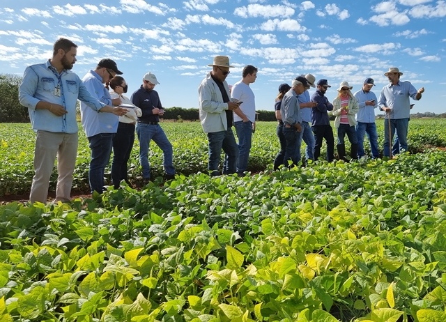 Os visitantes percorreram parcelas plantadas com cultivares que já estão no mercado e conferiram linhagens promissoras em etapas avançadas do programa de melhoramento de feijão. - Foto: Rodrigo Peixoto