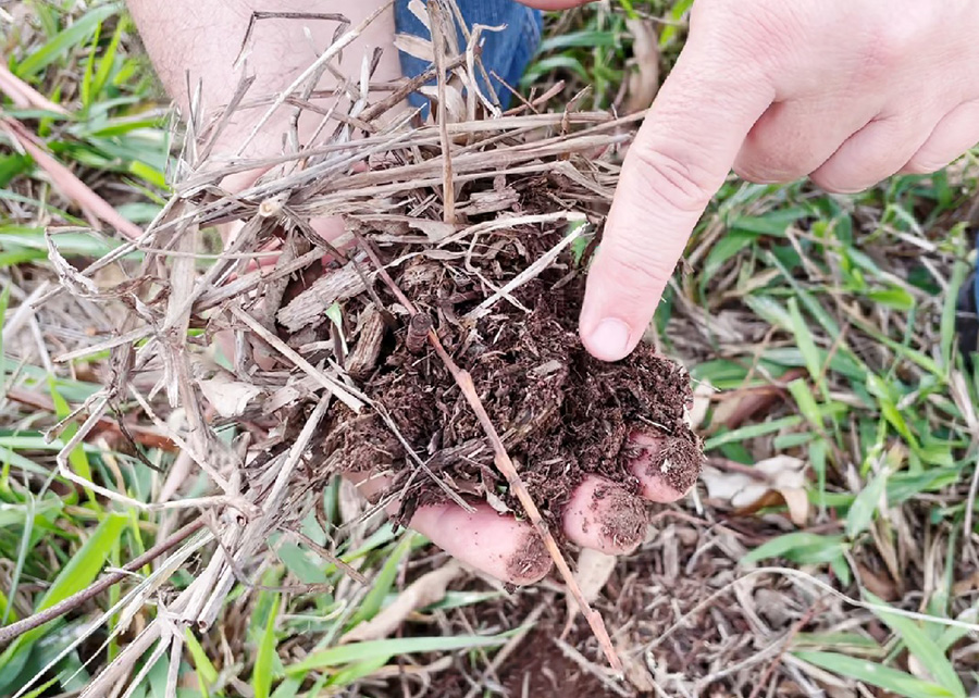 O estoque de matéria orgânica do solo e a biomassa das árvores aumentam sob sistemas integrados e sequestram mais carbono. - Foto: Gisele Rosso