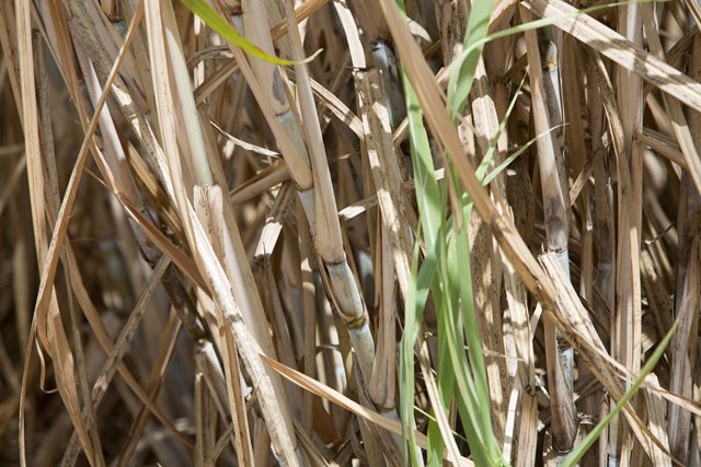 No acumulado da safra, a moagem totalizou 366,29 milhões de toneladas ante 393,47 milhões de toneladas registradas no mesmo período de 2021 – queda de 6,91%. - Foto: Wenderson Araujo/CNA