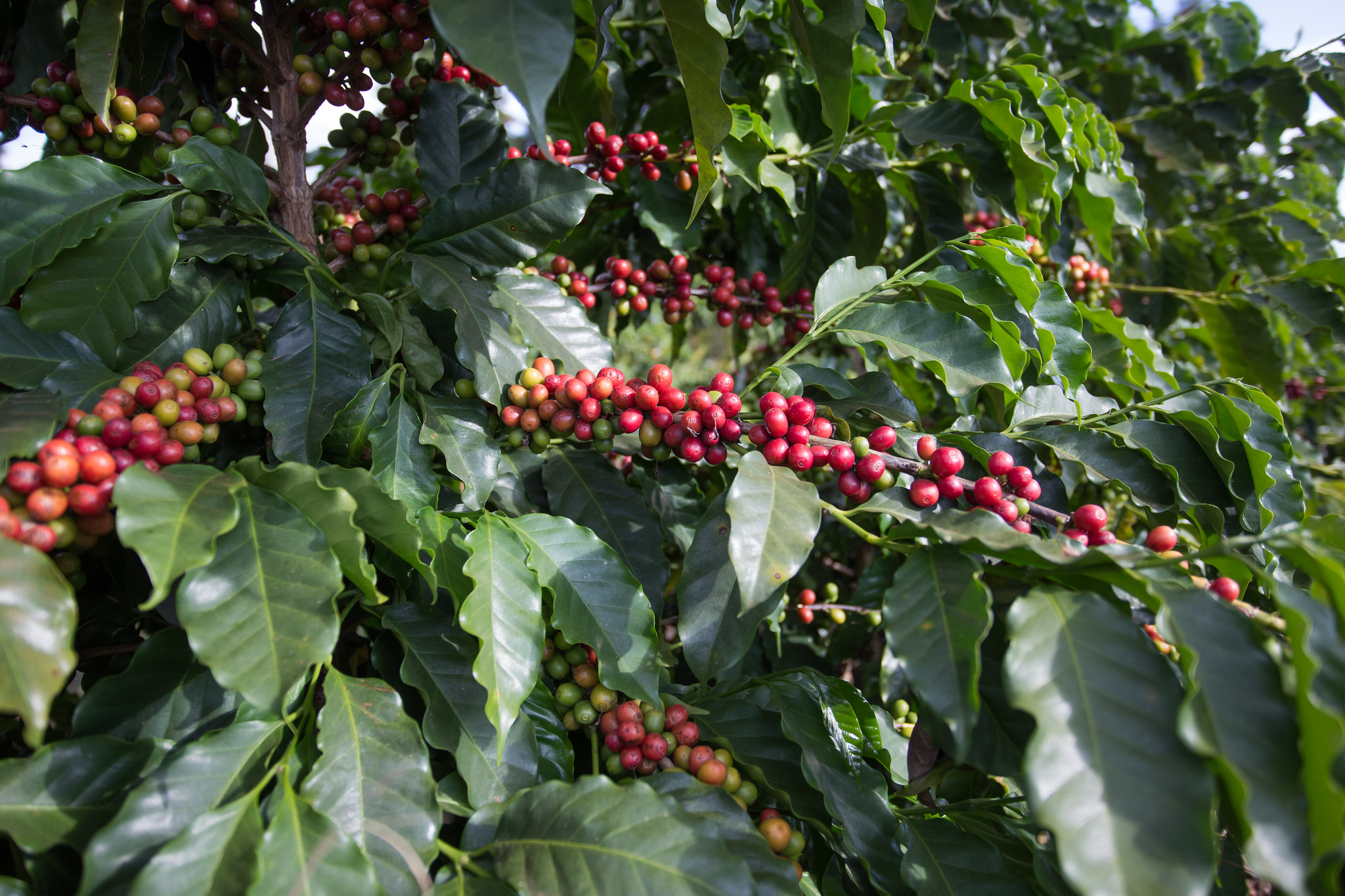 Cenário atual traz certo alívio aos cafeicultores e gera otimismo entre agentes quanto à produção. - Foto: Wenderson Araujo/CNA
