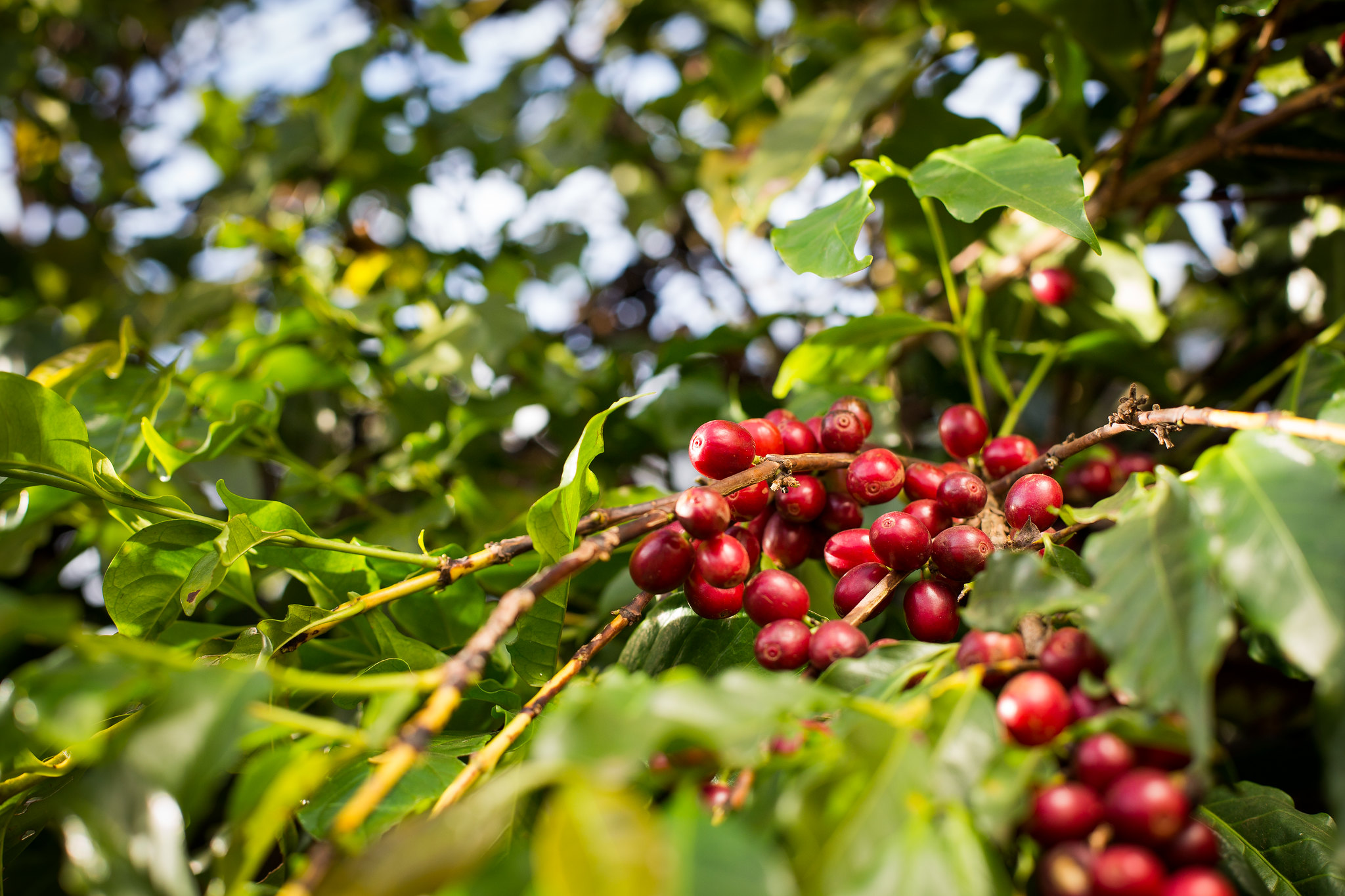 Receita cambial gerada com exportações de café foi US$ 782,6 milhões com preço médio de US$ 227,44 a saca em fevereiro deste ano. - Foto: Wenderson Araujo/CNA