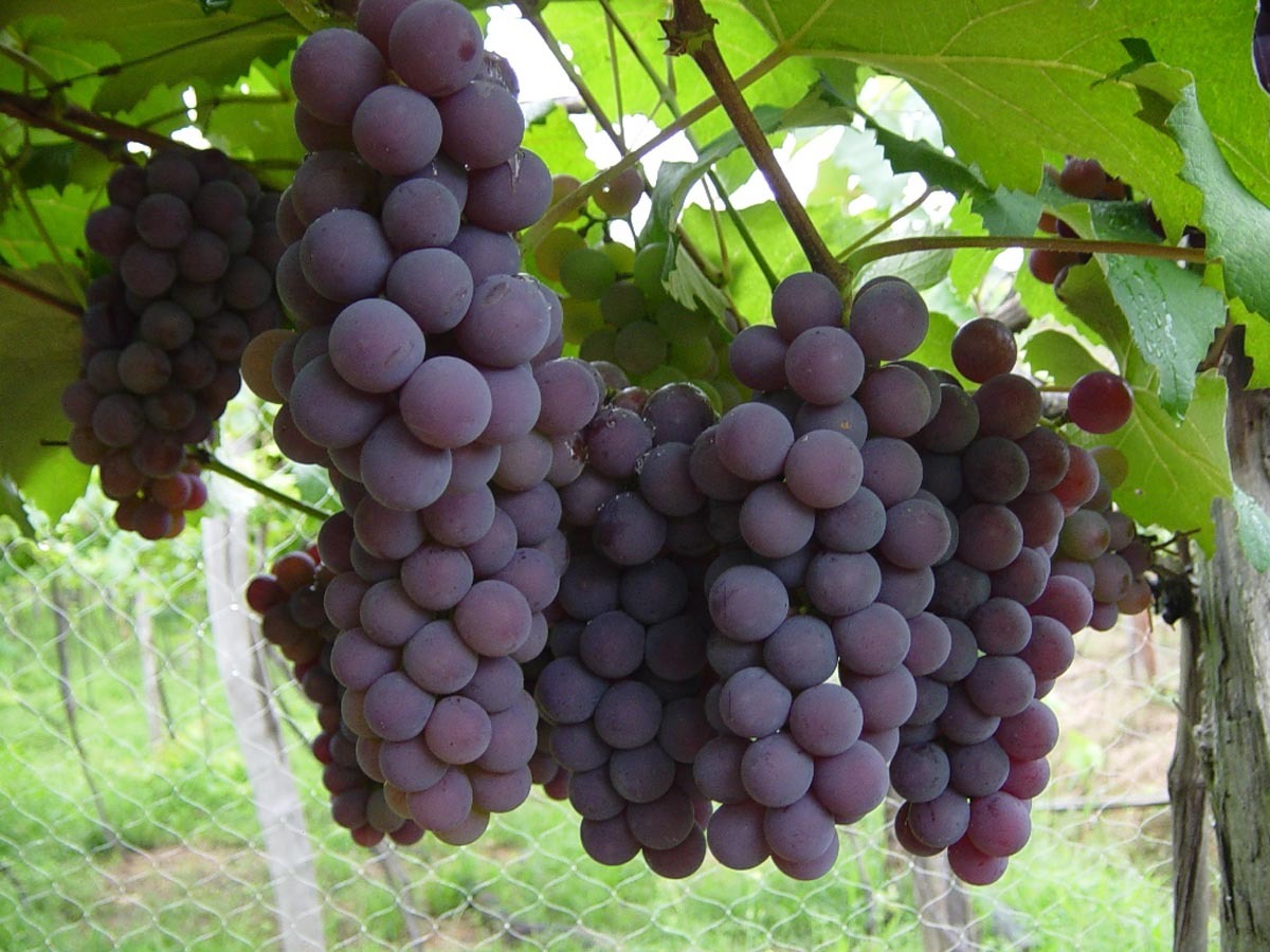 Cultivo da fruta ganha espaço tanto para consumo in natura quanto para a produção de vinhos. Estado ocupa a 10ª posição no ranking nacional.&nbsp; - Foto: Divulgação&nbsp;