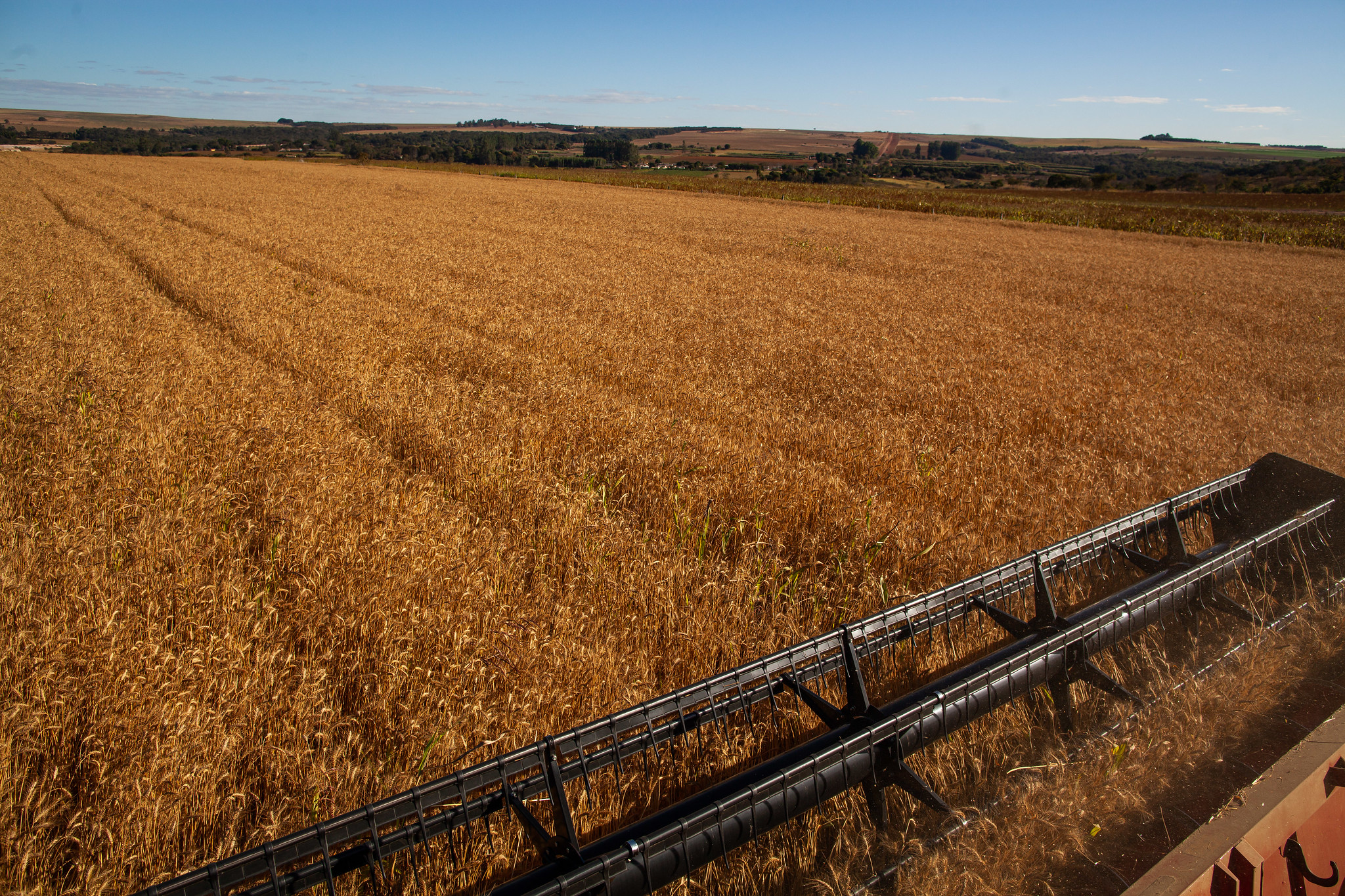 As culturas que apresentaram maior demanda por seguro rural foram: soja, milho (2ª safra), trigo, milho (1ª safra), café, maçã, uva, arroz e tomate. - Foto: Wenderson Araujo/CNA