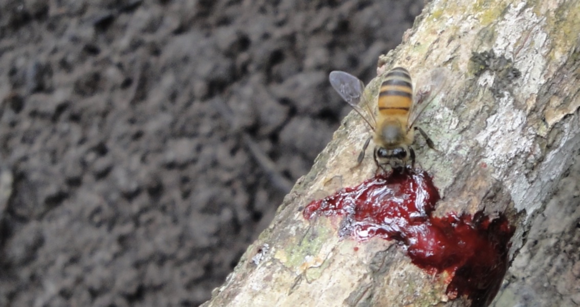 As abelhas coletam a resina deixada pelo besouro em plantas da espécie&nbsp;Dalbergia ecastaphyllum - Foto: Jean Carvalho