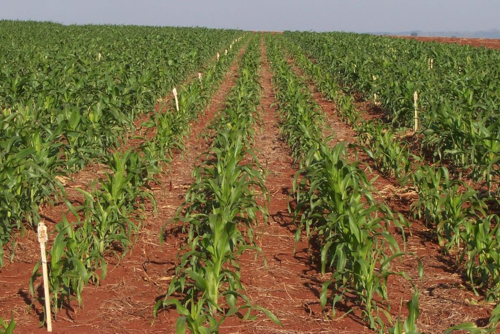 Evento será virtual, nos dias 23, 24 e 25 de novembro de 2021; realização é do Instituto Agronômico (IAC), da Secretaria de Agricultura e Abastecimento de São Paulo, e do Centro de Desenvolvimento do Vale do Paranapanema (CDVALE). - Foto: Divulgação