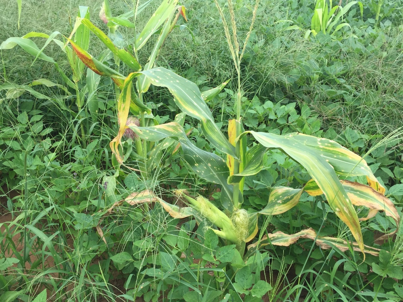 Planta de milho com Enfezamento Pálido