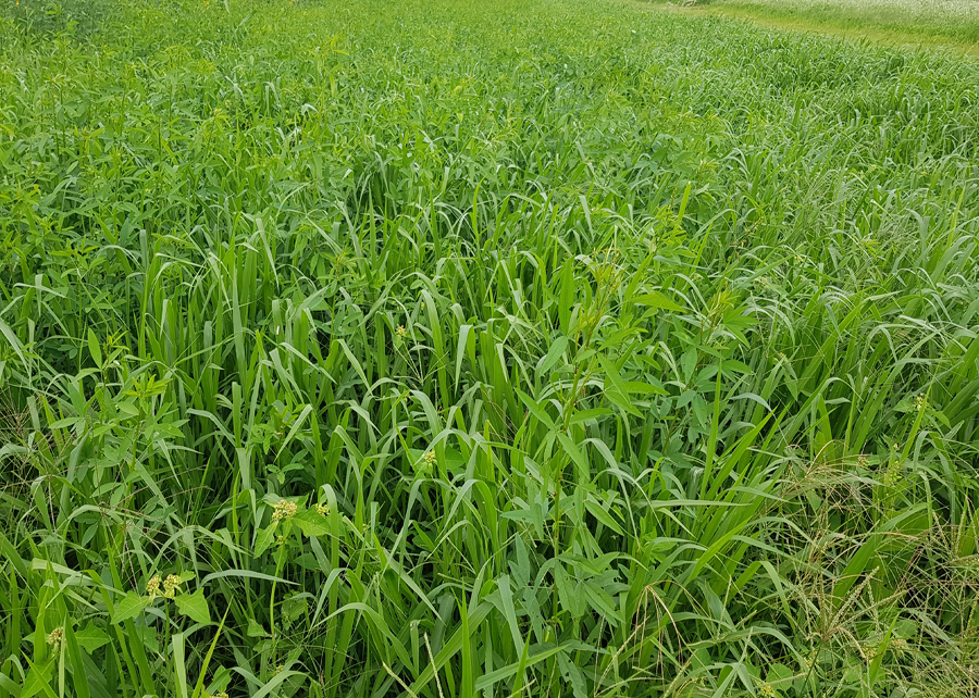 Consórcios forrageiros contribuem para melhoria de atributos químicos e físicos do solo. Na foto, Guandu + Paiaguas. - Foto: Divulgação Embrapa