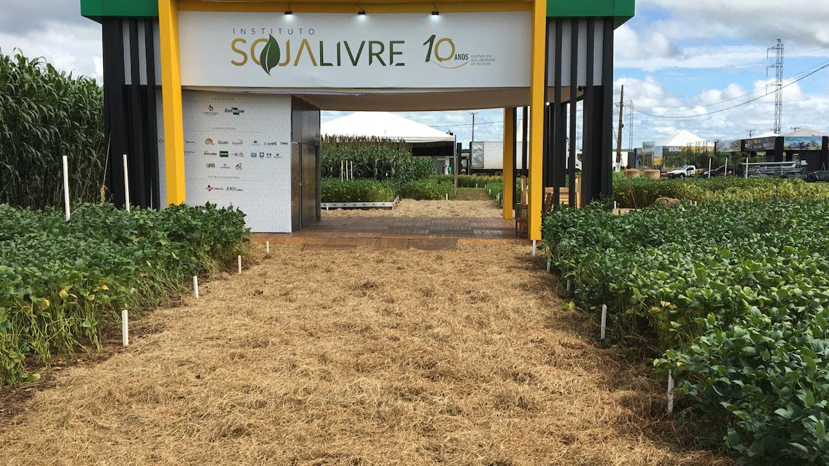 A expectativa é que o otimismo no nicho de soja não-transgênica continue pelas próximas safras em Mato Grosso; Foto: Divulgação