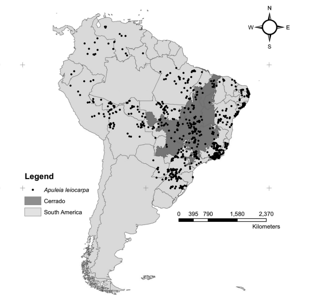 Atual distribuição da A. leiocarpa no Brasil, com destaque para o bioma Cerrado e na América Latina