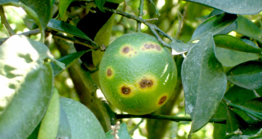 Clima desfavorável em 2021 foi principal responsável pela queda dos índices da doença; alto volume de chuvas nesse início de ano pode levar a novas infecções se o manejo não for realizado corretamente. - Foto: Divulgação Fundecitrus