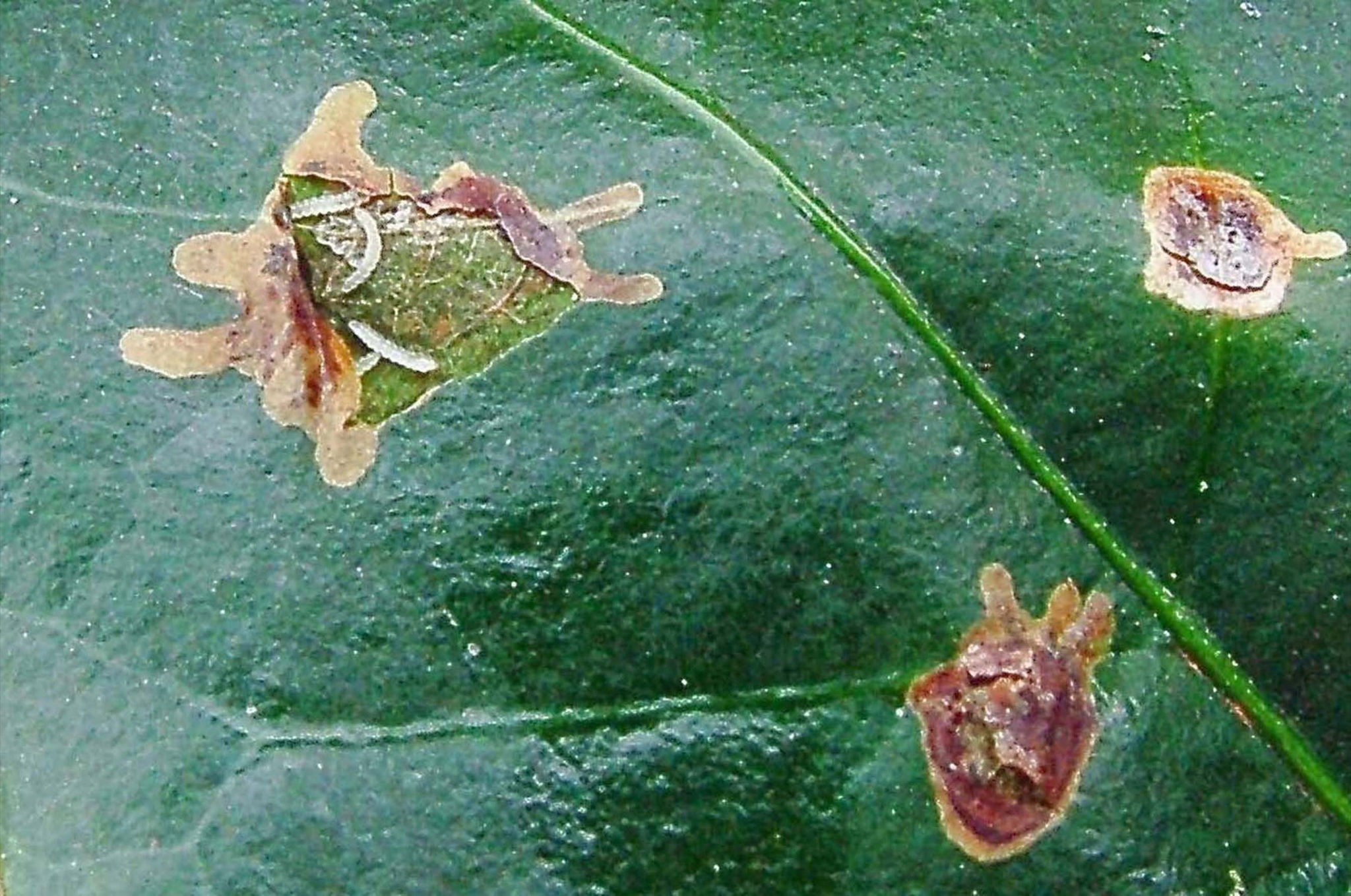 Lagartas de bicho-mineiro no interior da mina, tendo sido retirada a epiderme superior da folha na lesão.