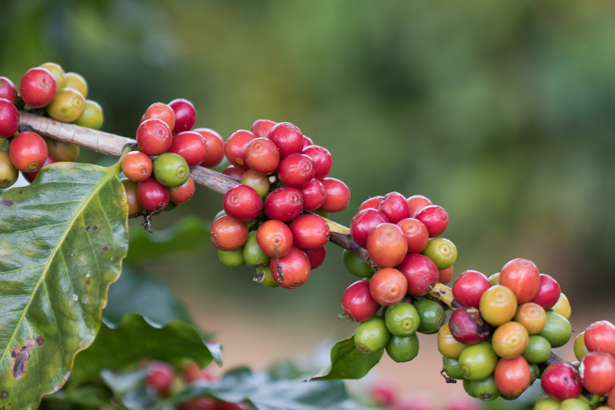 Total de café brasileiro vendido ao exterior atingiu 33,27 milhões de sacas com receita cambial de US$ 4,81 bilhões no período de janeiro a outubro de 2021. - Foto: Wenderson Araujo/CNA