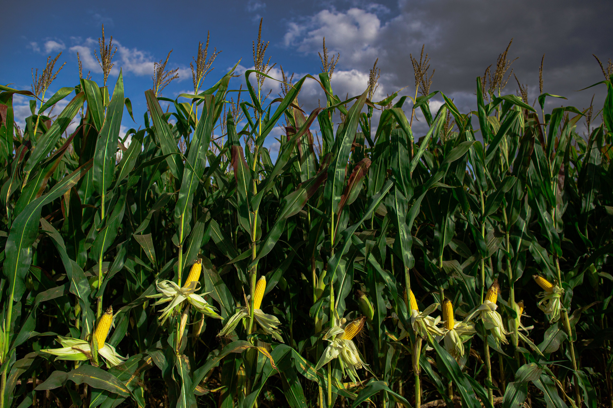 Monitoramento agrícola divulgado pela Conab aponta que houve um aumento no volume de precipitações nas regiões Norte e Sul do país; Foto: Wenderson Araujo/CNA