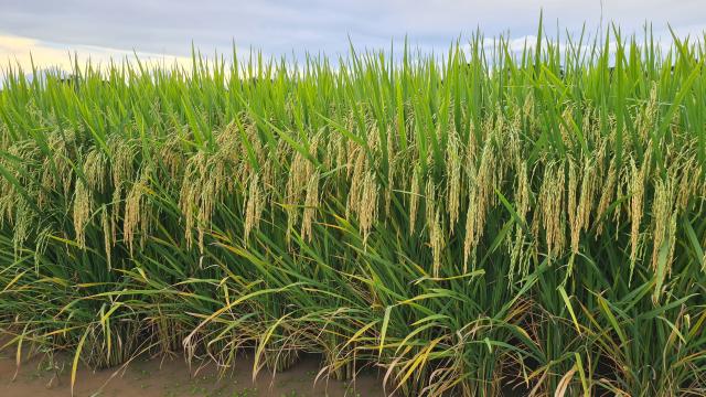 A BRS A706 CL, cultivar de arroz irrigado com o ciclo médio e de alto potencial produtivo, é recomendada para ambiente irrigado de vários estados do Brasil, incluindo o Maranhão; Foto: José Manoel Colombari Filho