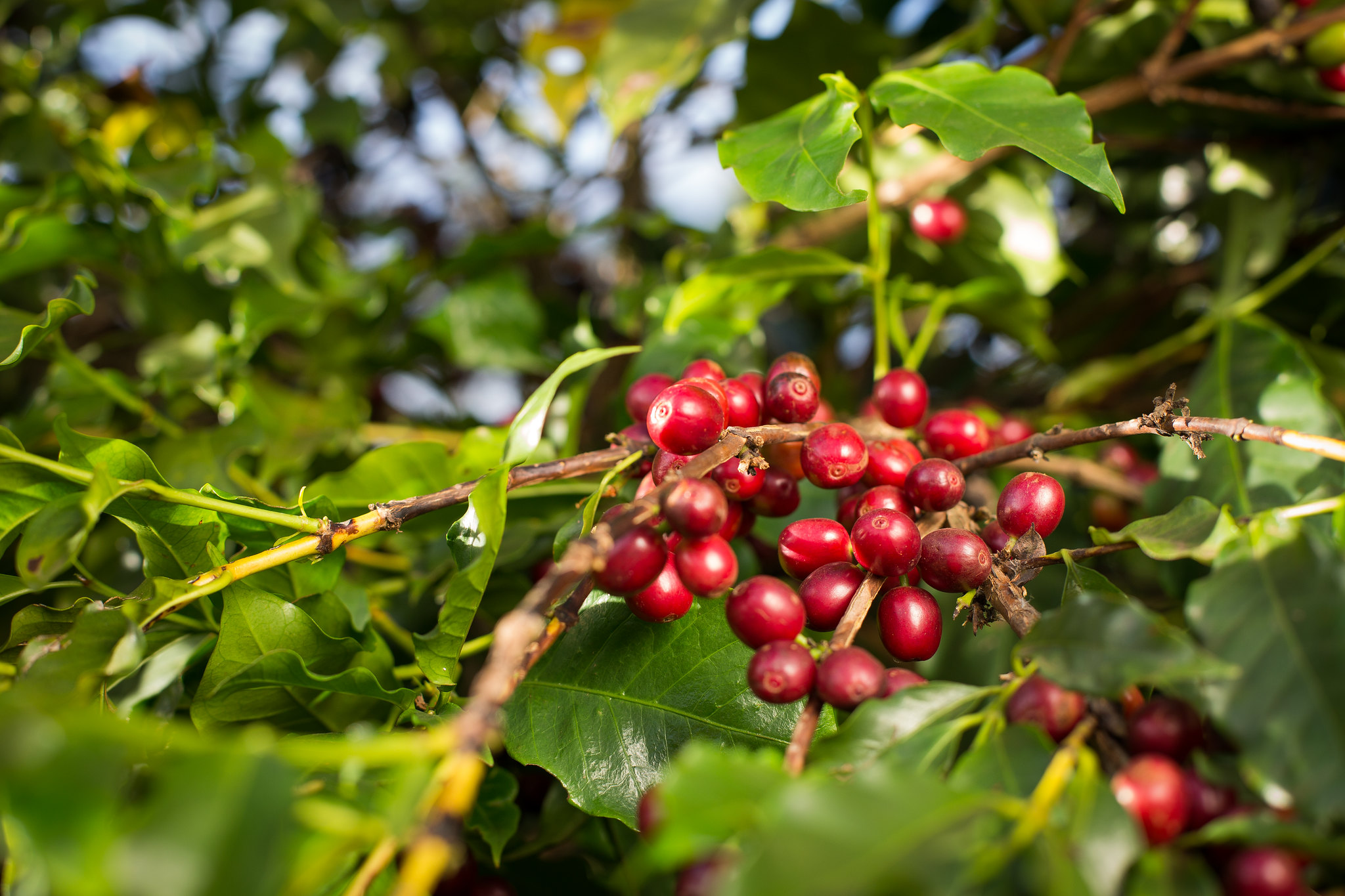 Área com a espécie Coffea arabica representa 79% e Coffea canephora 21% da área total em produção no País. - Foto: Wenderson Araujo/CNA