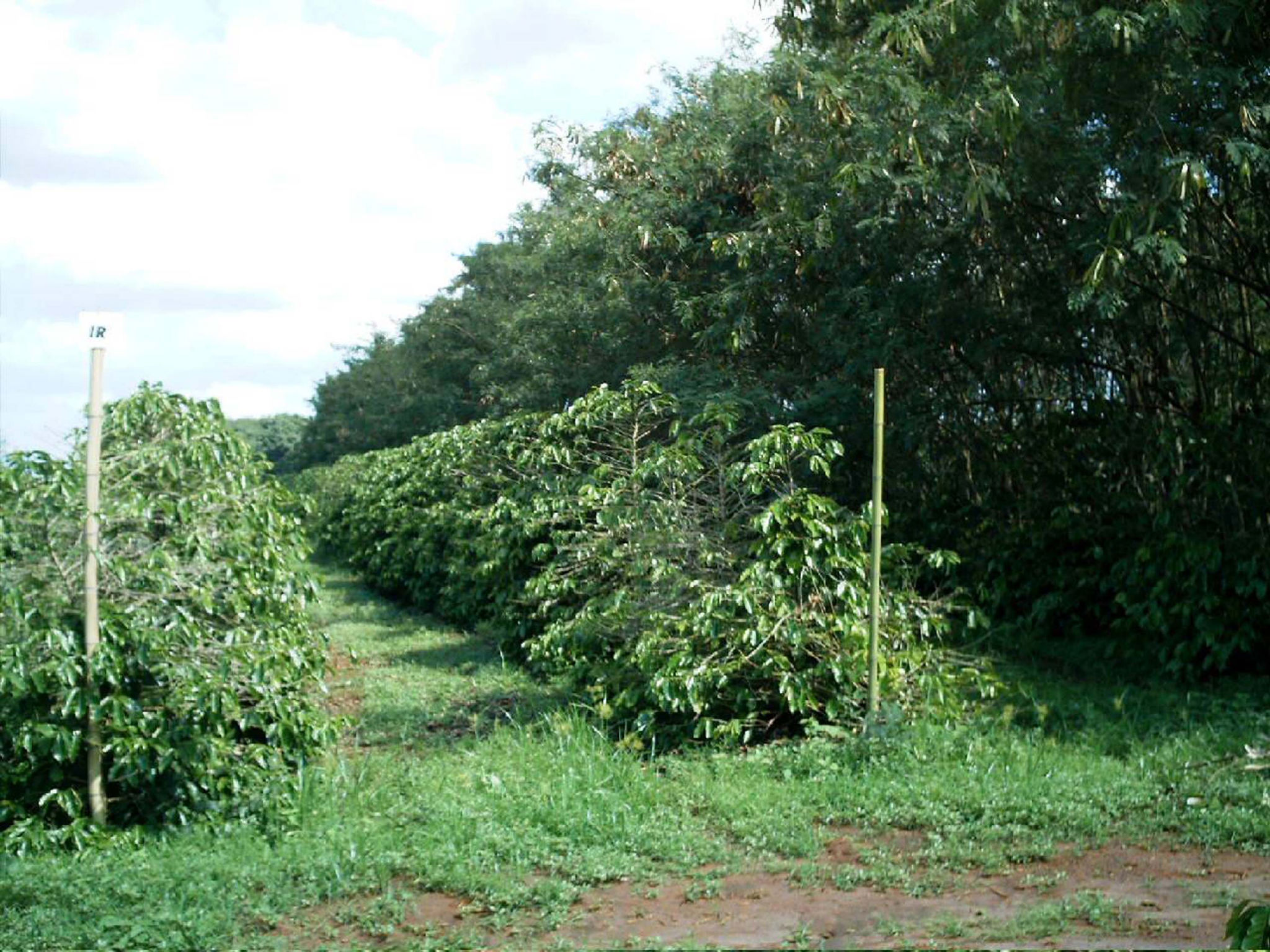 Plantas de Leucena em seu porte normal ao lado dos cafeeiros em 2010.