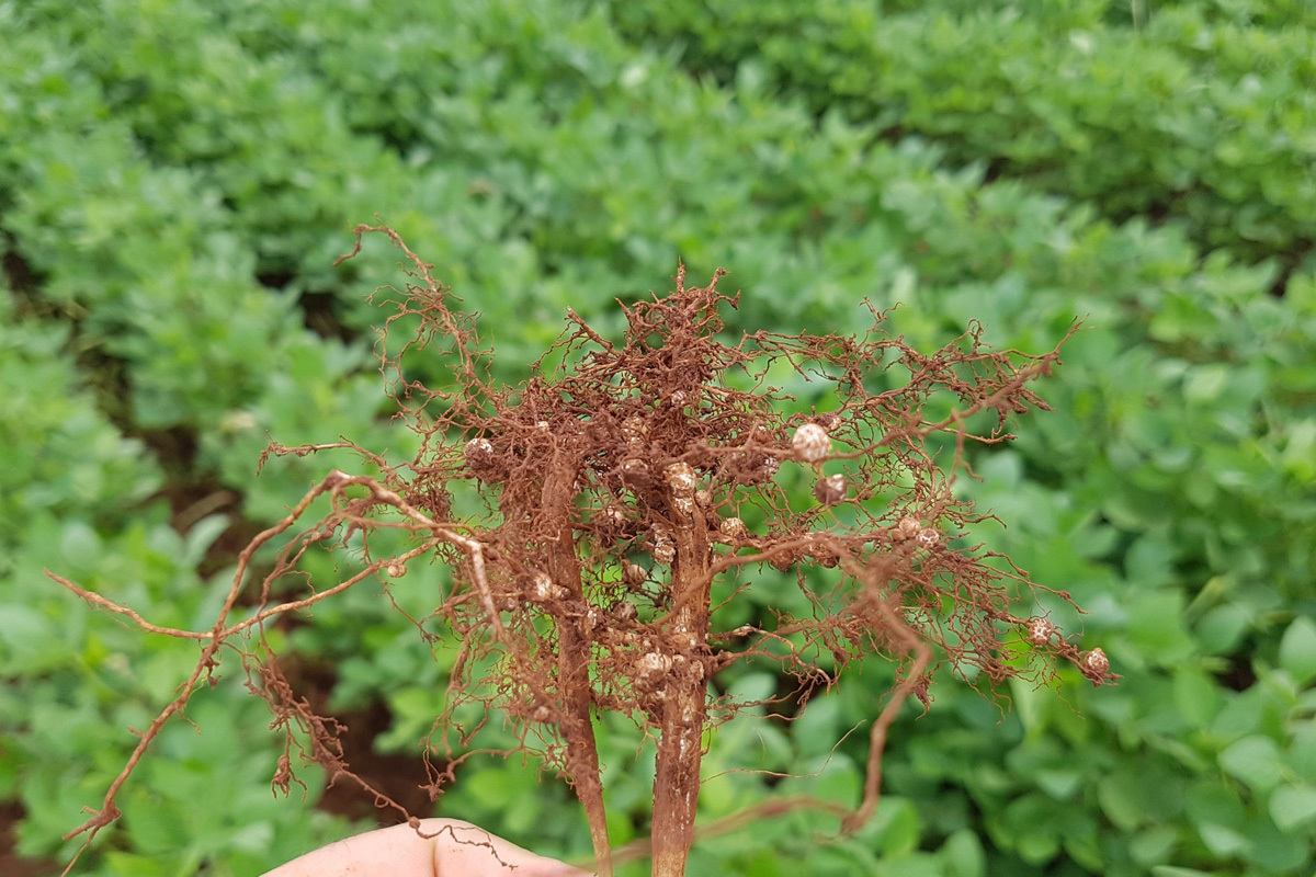 Objetivo é estimular maior integração entre pesquisadores e produtores rurais, compartilhando as principais inovações para o manejo de nematoides no campo; ainda há vagas para inscrições na modalidade on-line. - Foto: Divulgação