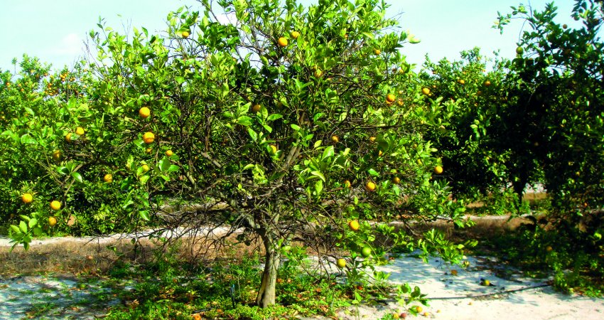 A diminuição da produção e da produtividade são consequências diretas da altíssima incidência de greening, estimada em mais de 90%. - Foto: Divulgação Fundecitrus