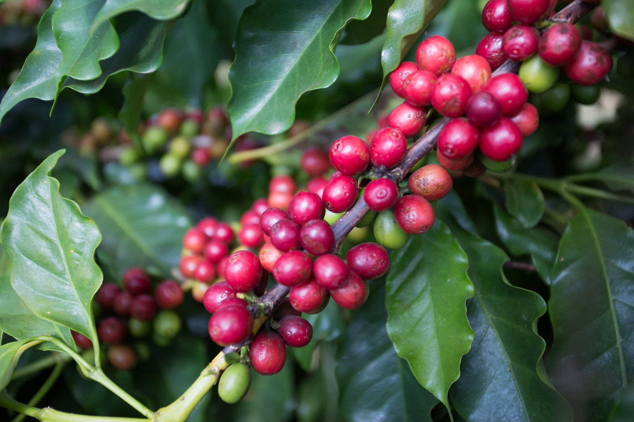 Alta pode ser atribuída a investimentos em tecnologia e melhores práticas de manejo, elevando o valor gerado na propriedade por hectare plantado e a quantidade de café colhido; Foto: Wenderson Araujo/CNA