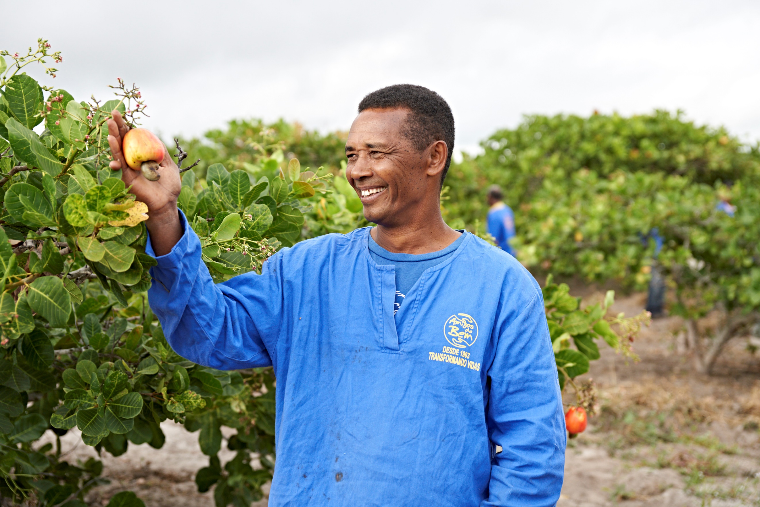 Recursos serão destinados para distribuir mudas de caju e fortalecer a capacidade de pequenos agricultores no Nordeste do Brasil