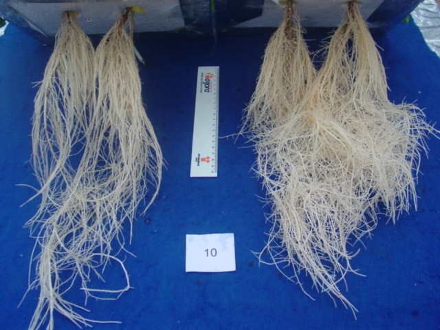 Comparação entre as raízes concentração adequada de N (à esquerda), baixa concentração de N (à direita). - foto Waldênia Moura