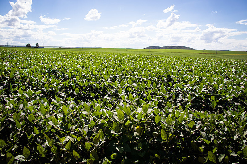 Boletim de Monitoramento Agrícola é divulgado pela Companhia Nacional de Abastecimento (Conab); Foto: Wenderson Araujo/CNA