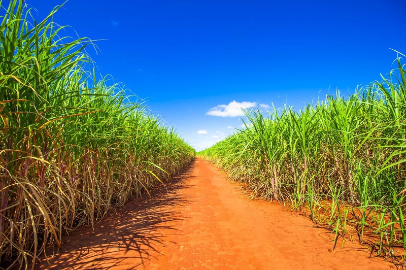 Protege é um fungicida e nematicida microbiológico, com formulação que entrega vigor ao canavial, sanidade das plantas e rentabilidade às usinas e aos produtores de cana; Foto: Divulgação