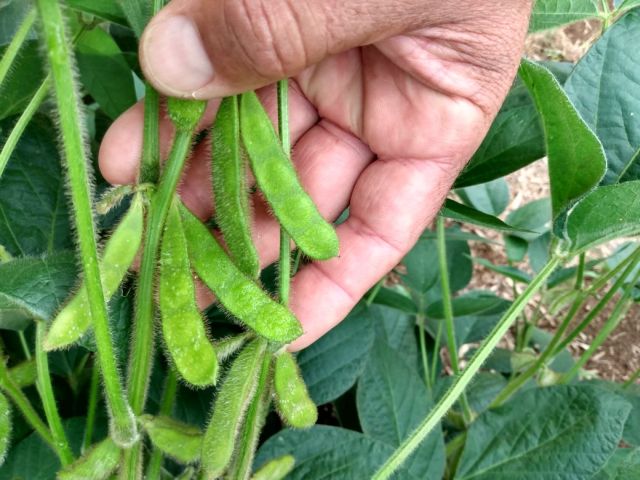 Foto: divulgação Epagri