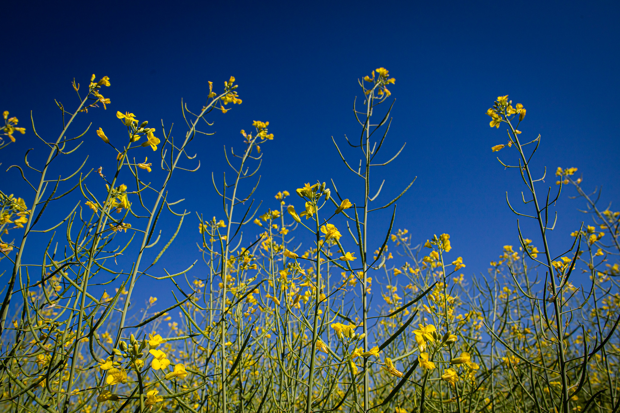 Entre os produtos de culturas de inverno para FEE estão o alho, aveia, canola, cevada, girassol e o triticale. - Foto: Wenderson Araujo/CNA&nbsp;