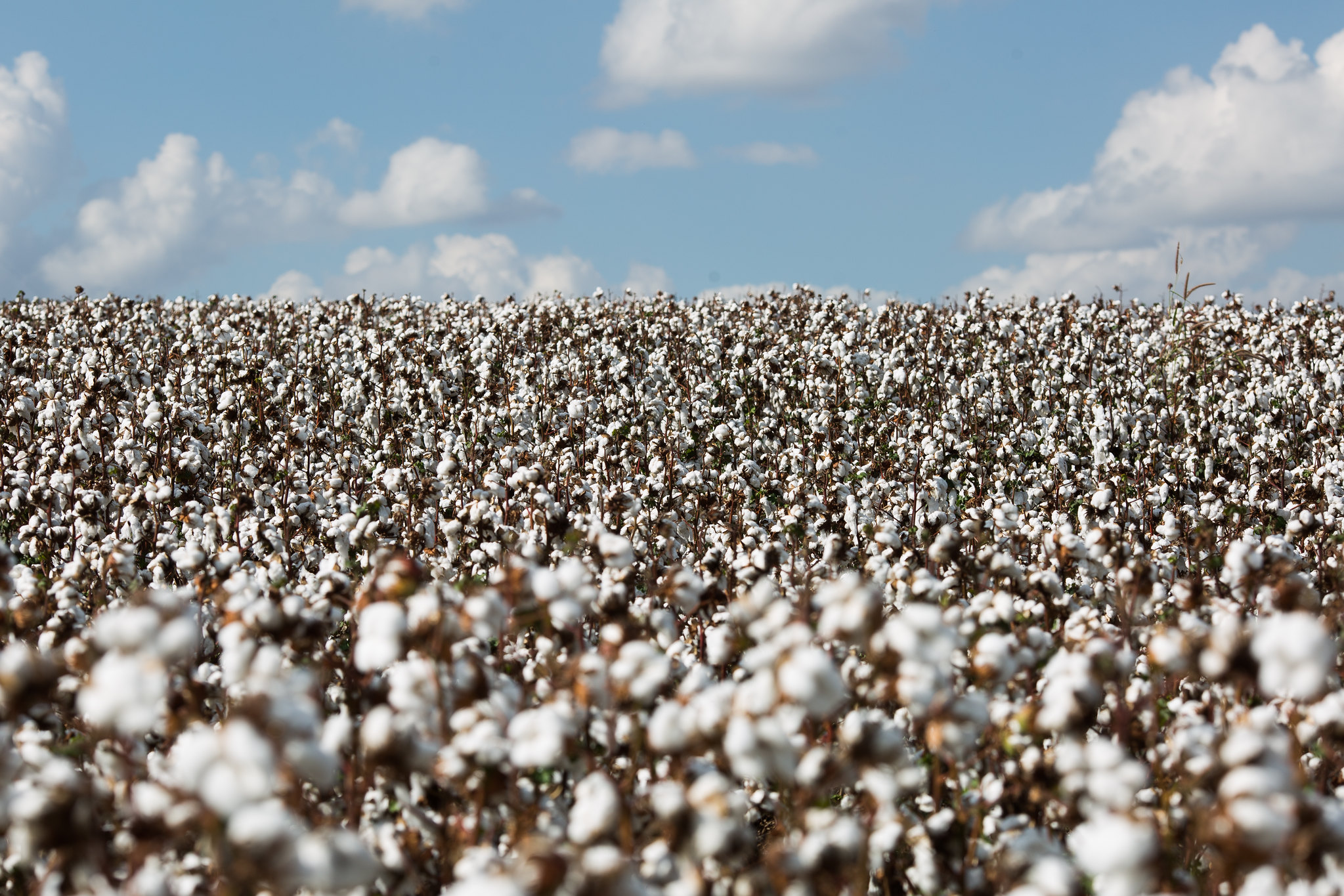 Abapa estima um crescimento de área no estado de cerca de 9% ante a safra anterior, que foi de 266.662 hectares, 98% deste total, na região Oeste, cerrado baiano. - Foto: Wenderson Araujo/CNA