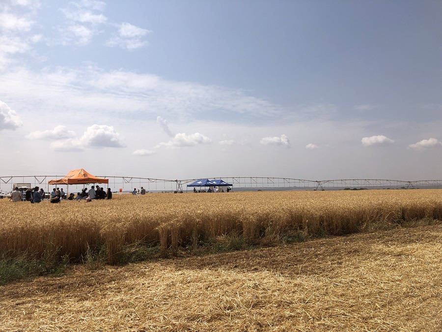  Dia de Campo sobre trigo irrigado reúne produtores e empresas para discutirem opções tecnológicas disponíveis para fomentar o setor. - Foto:&nbsp;Juliana Miura