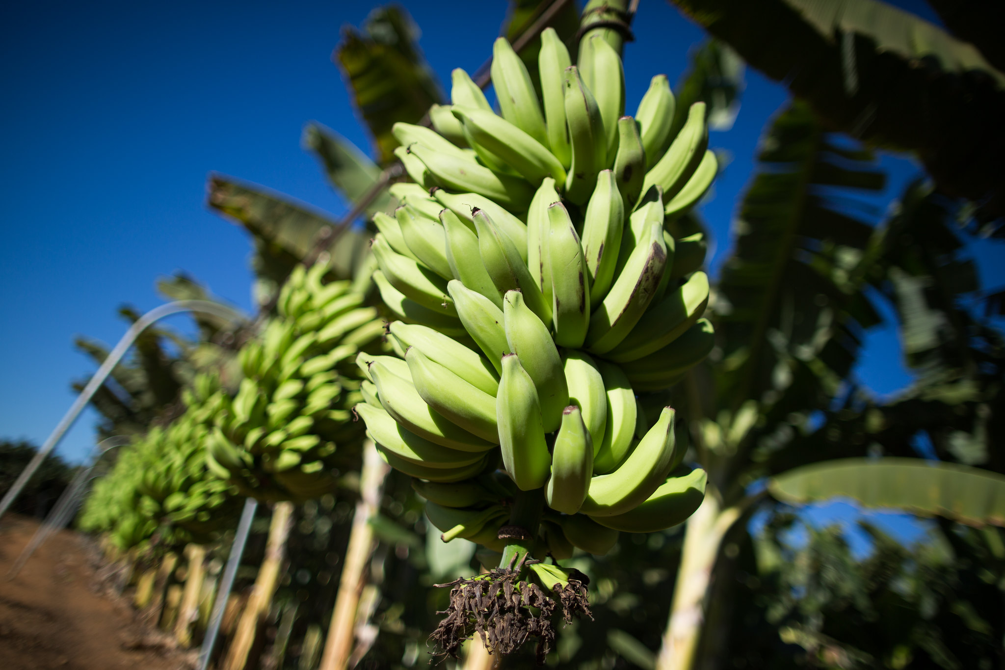 A banana recebeu tanto o maior quanto o menor bônus concedido: de 47,02% em Pernambuco e de 0,47% no Ceará. - Foto: Wenderson Araujo/CNA