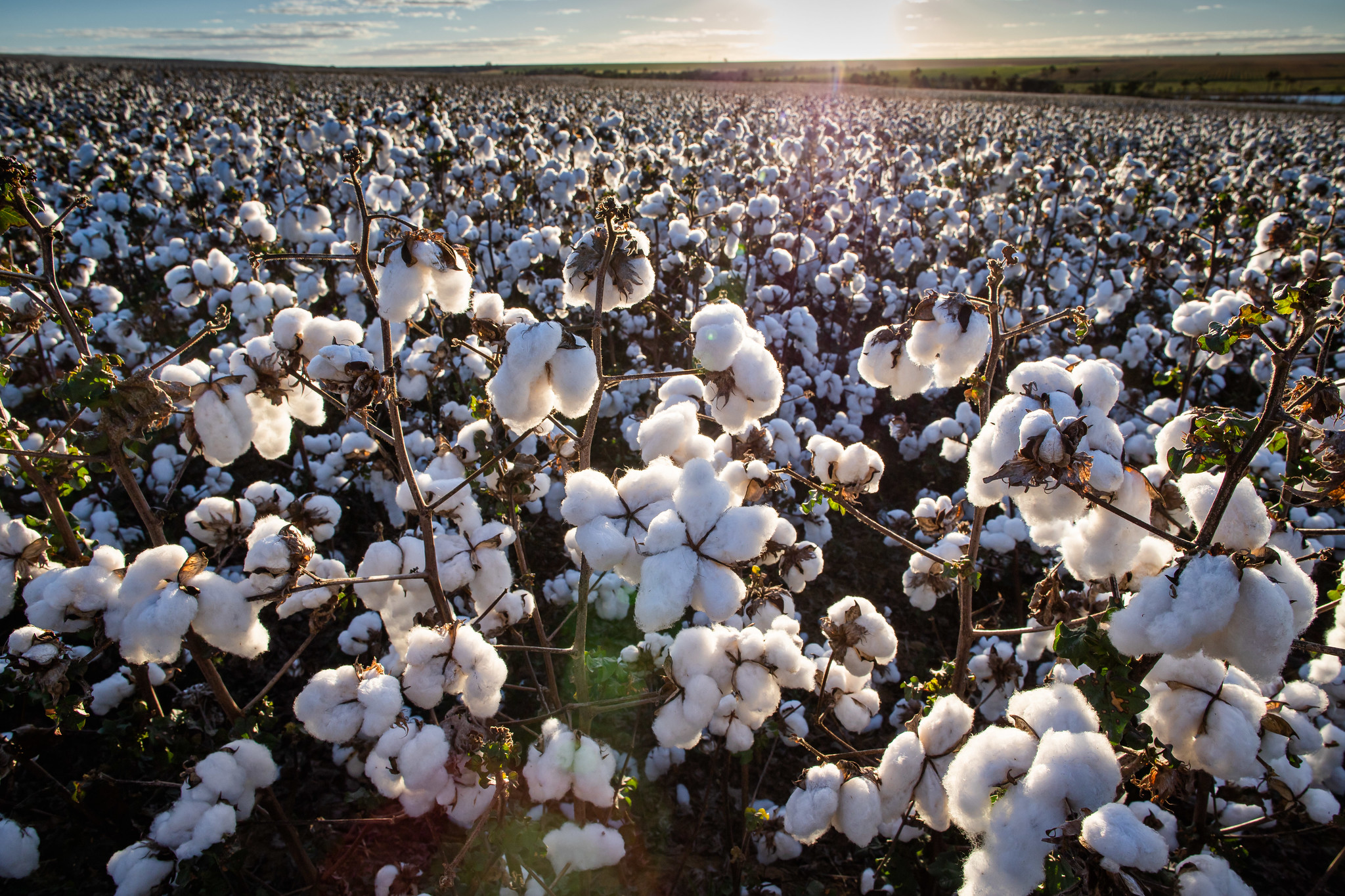 Preocupação quanto à demanda por pluma e produtos têxteis diante da possível recessão global influenciou a queda dos valores; Foto: Wenderson Araujo/CNA