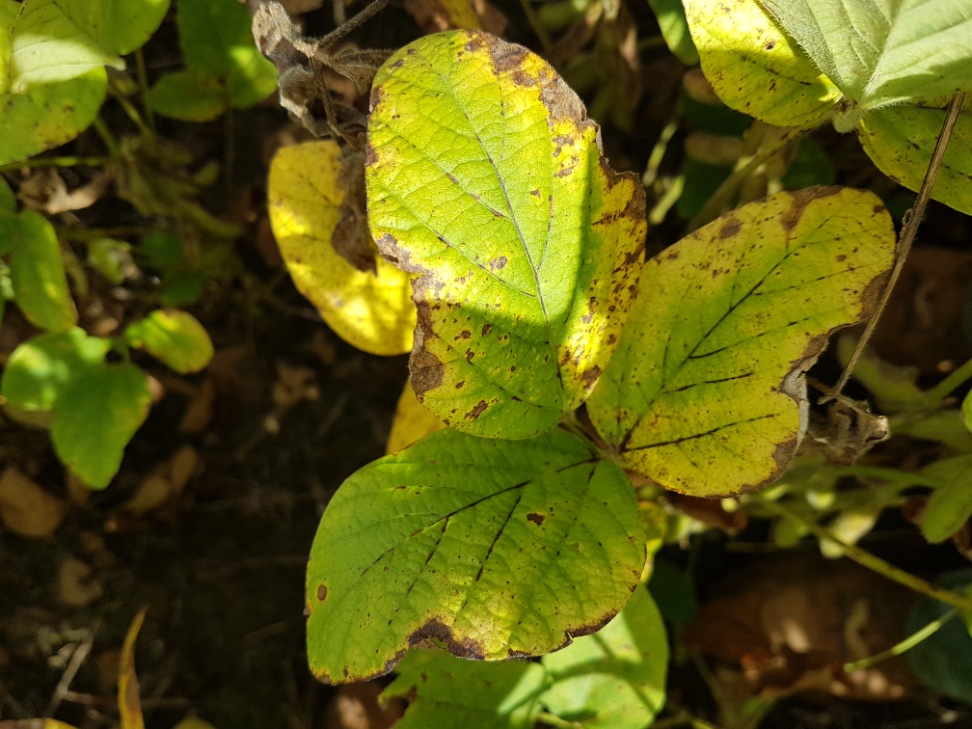 Requeima de bordos das folhas mais velhas das plantas causada pela "Anomalia"