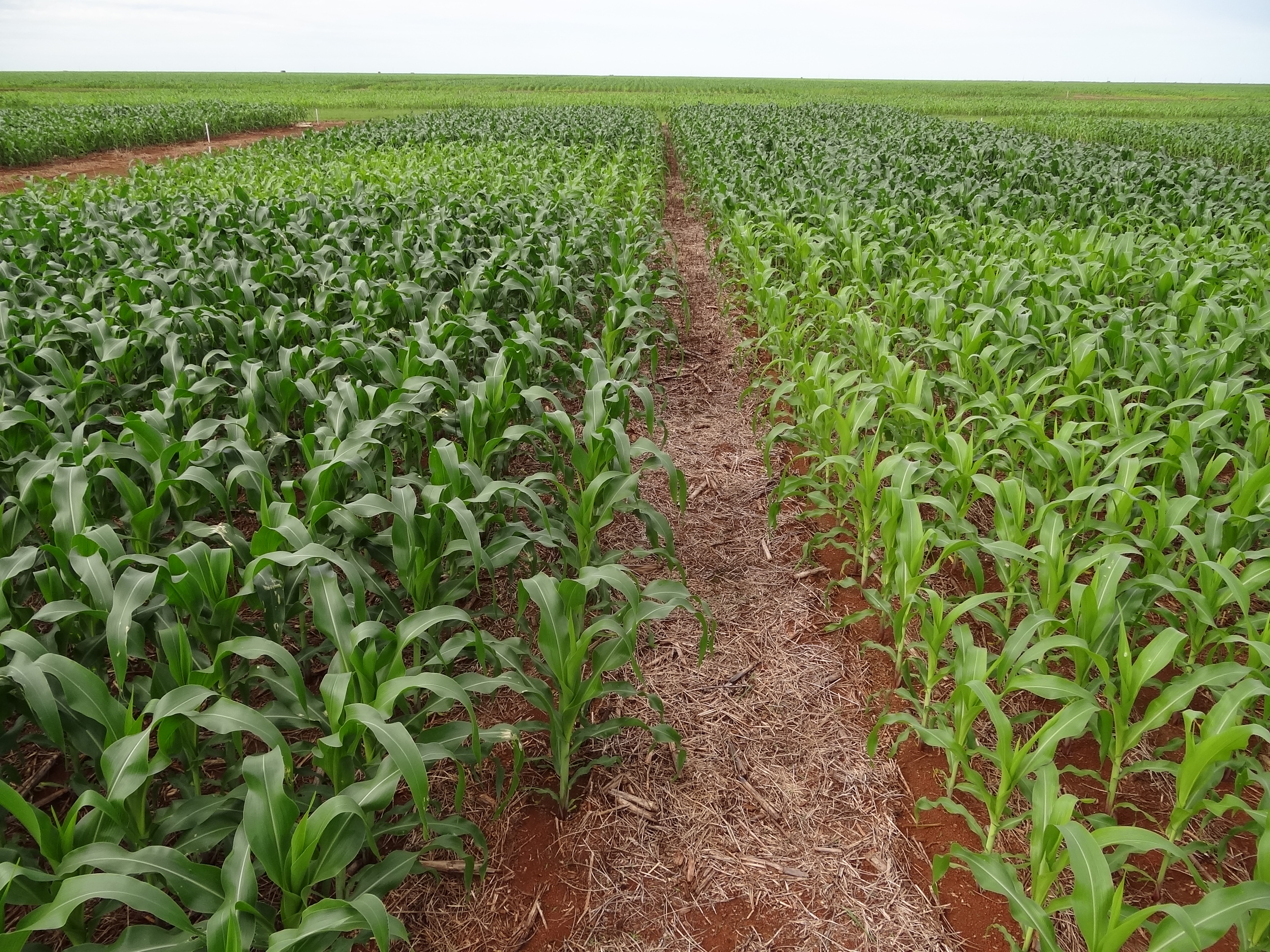 As plantas mais verdes são aquelas que receberam nitrogênio no momento do plantio. As mais amareladas são as que não receberam adubação nitrogenada; Foto: Claudinei Kappes