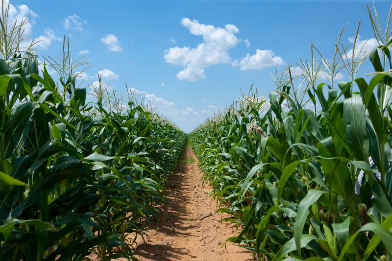 Agricultor precisa atuar antecipadamente para não ter danos expressivos causados pela cigarrinha-do-milho nas lavouras. - Foto: Divulgação