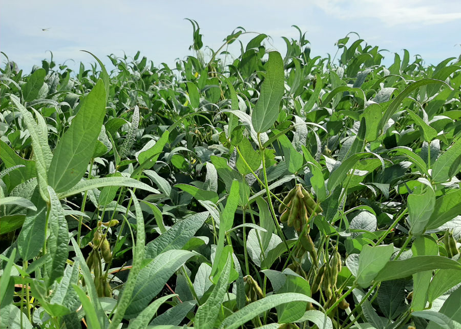 Estudo contribui para uma produção agrícola mais sustentável; Foto: Diva Gonçalves