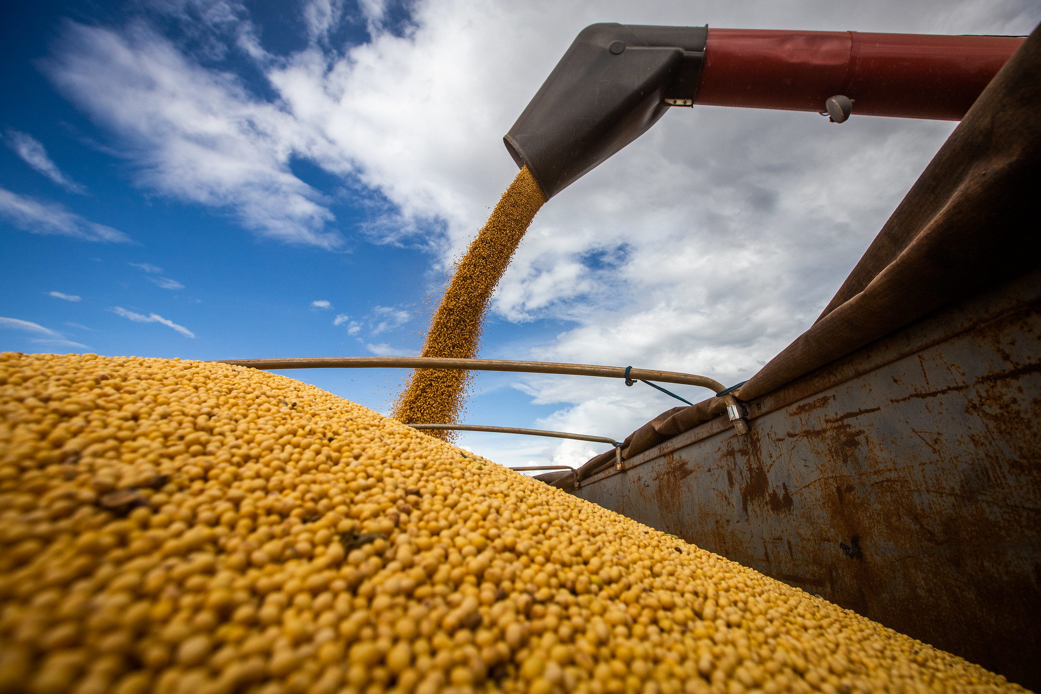 A estimativa é de que, em 2032, o Brasil exporte 114,9 milhões de toneladas de soja grão (48,9% a mais do que atualmente); Foto: Wenderson Araujo/CNA