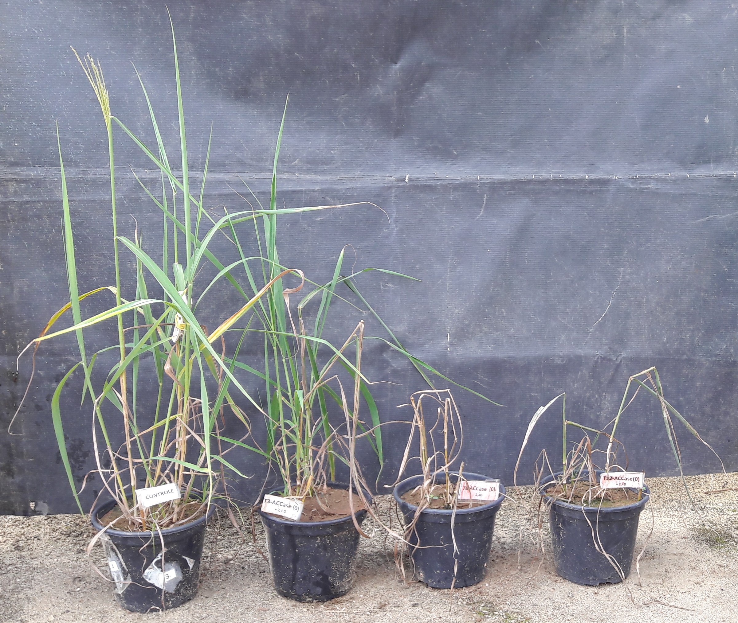 Vista frontal das plantas de capim-amargoso aos 35 dias após a aplicação dos herbicidas. Tratamentos da esquerda para direita: Testemunha; haloxifope-p-metílico e 2,4-D com intervalos de 3, 6 e 12 dias entre aplicação, respectivamente.