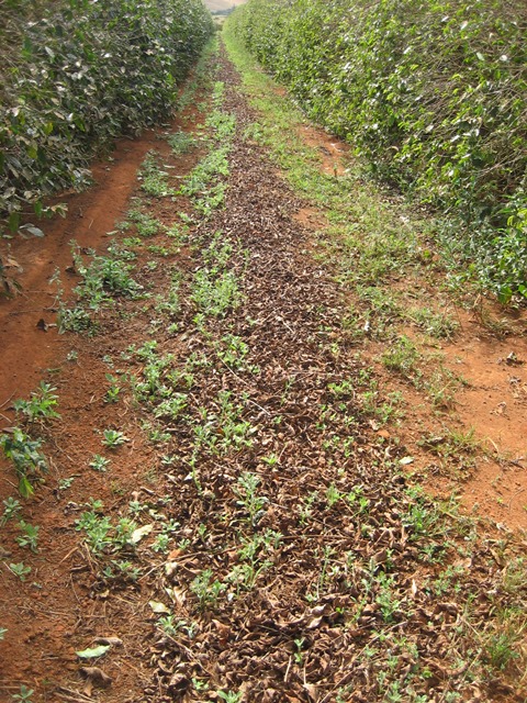 Plantas de café conilon aos 31 meses após transplantio. - Portal