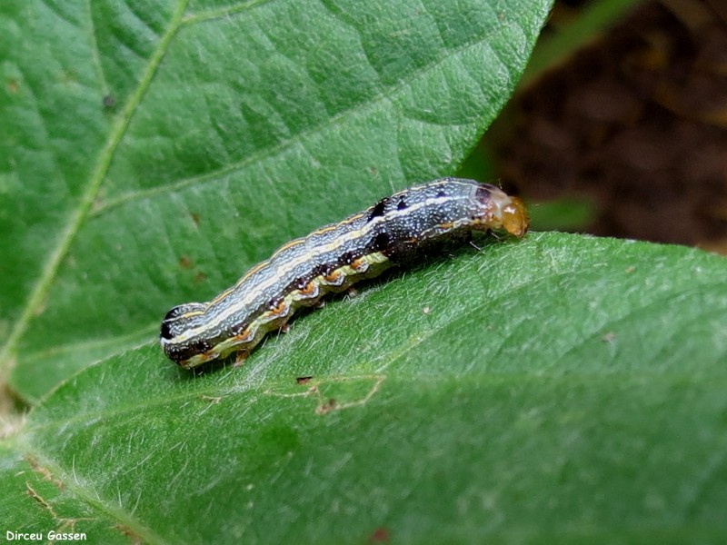 A lagarta-das-folhas ou lagarta-das-vagens S. eridania é uma espécie multivoltina, que pode atingir quatro gerações anuais