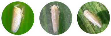 Adultos da cigarrinha-do-milho (Dalbulus maidis). O adulto pode chegar até 4mm de comprimento