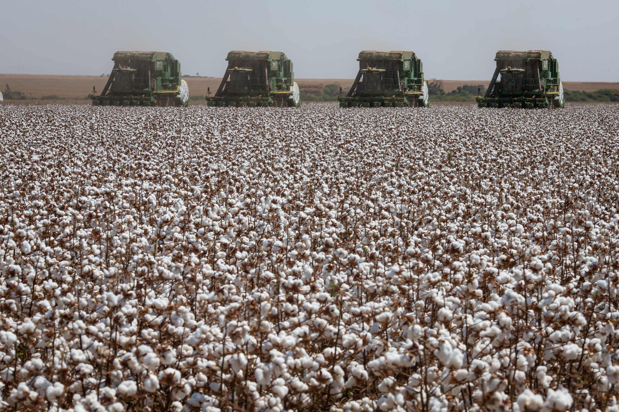 Expectativa é de colher em torno de 592,4 mil toneladas de pluma (produto beneficiado), em uma área de, aproximadamente, 309 mil hectares; Foto: Wenderson Araujo/CNA