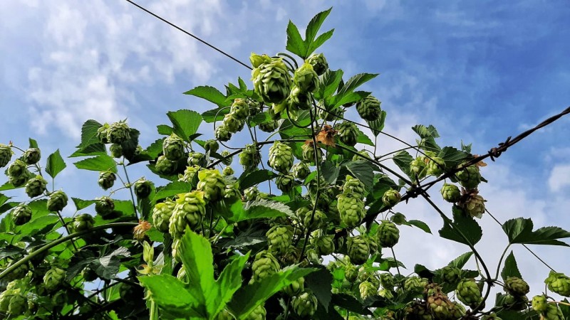 Brasil é o terceiro maior produtor de cerveja no mundo; Rio Grande do Sul vem se consolidando como o segundo estado brasileiro com mais fábricas da bebida; Foto: Fernando Dias