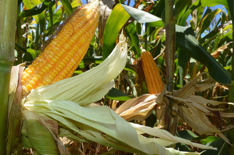 Além de economizar o insumo, bioproduto incrementa a produtividade de grãos, em média, em 3%; Foto: Divulgação