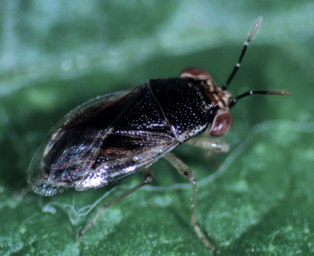 Figura 6 - Geocoris sp.