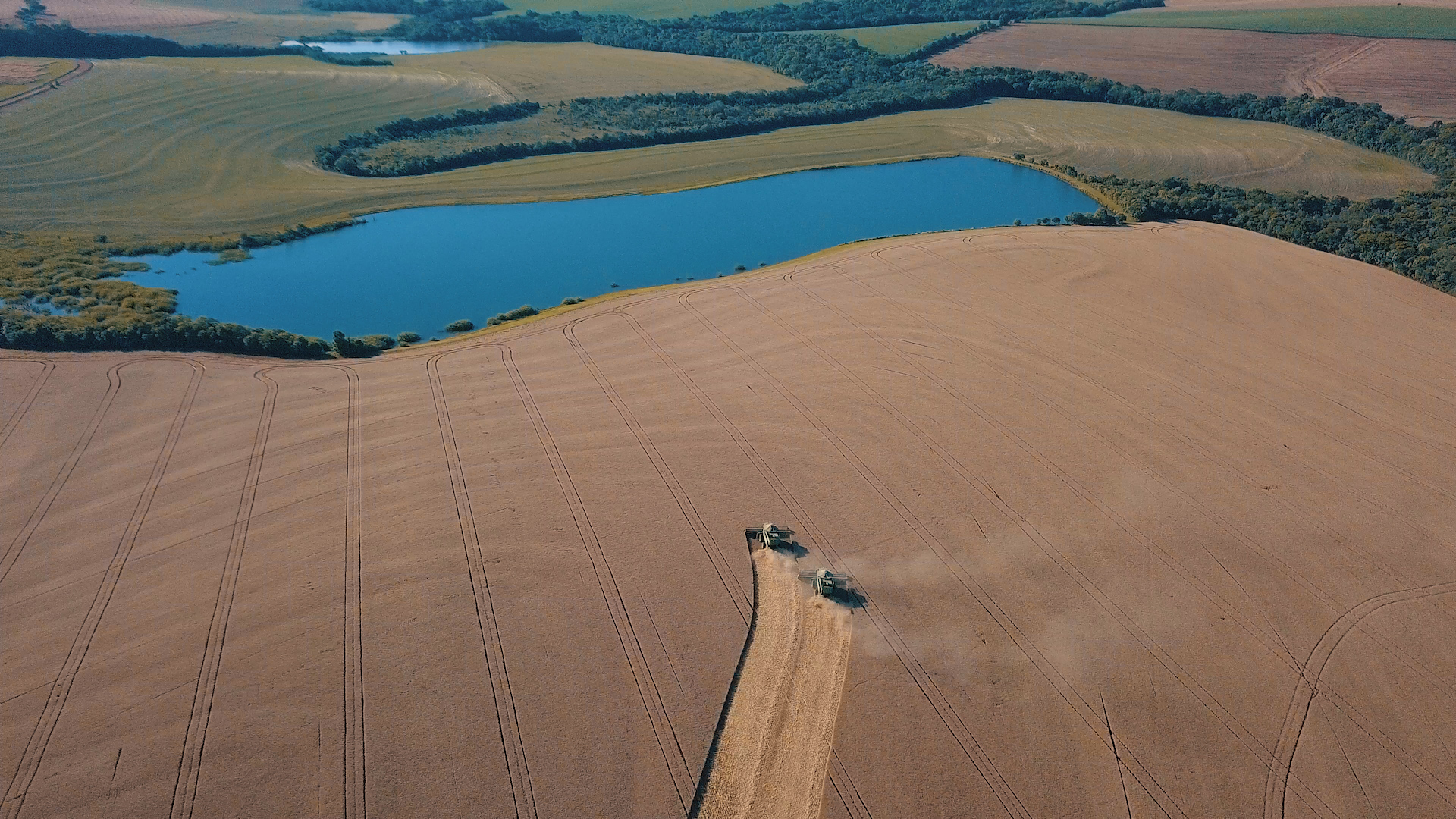 Dentre as cultivares de trigo semeadas em regiões afetadas pela seca, uma cultivar superprecoce foi destaque em produtividade. - Foto: Divulgação Biotrigo