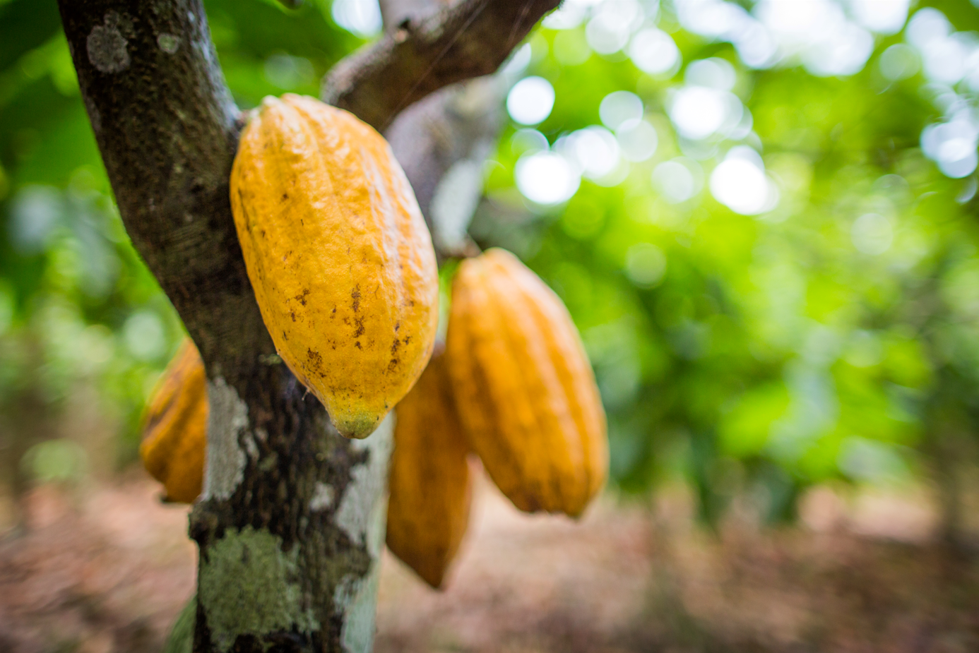 Consenso entre os 3 países também busca novo posicionamento nos mercados globais. - Foto: Wenderson Araujo/CNA